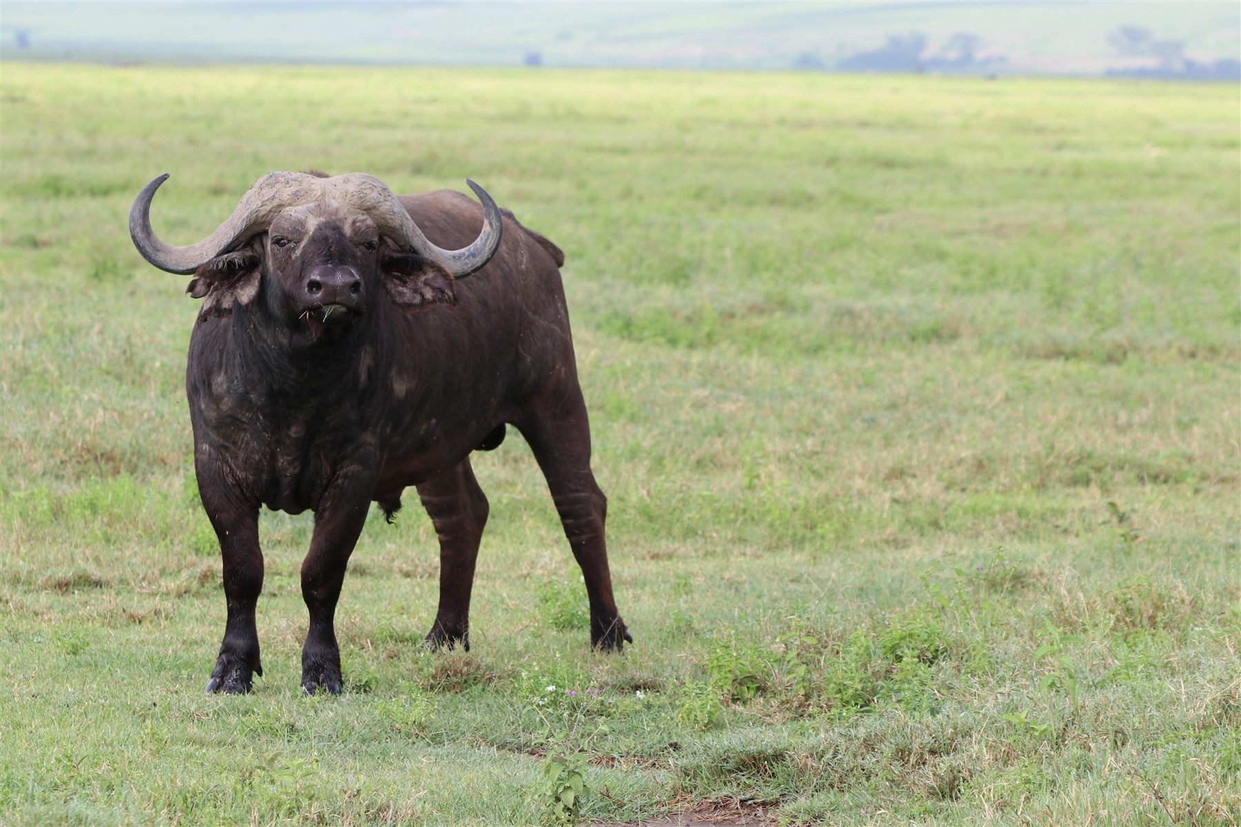 Southern Tanzania Safari Guide