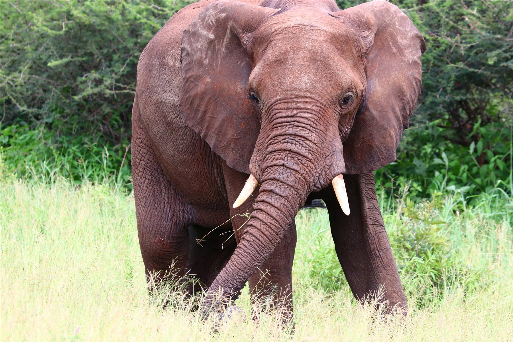 Tarangire National Park