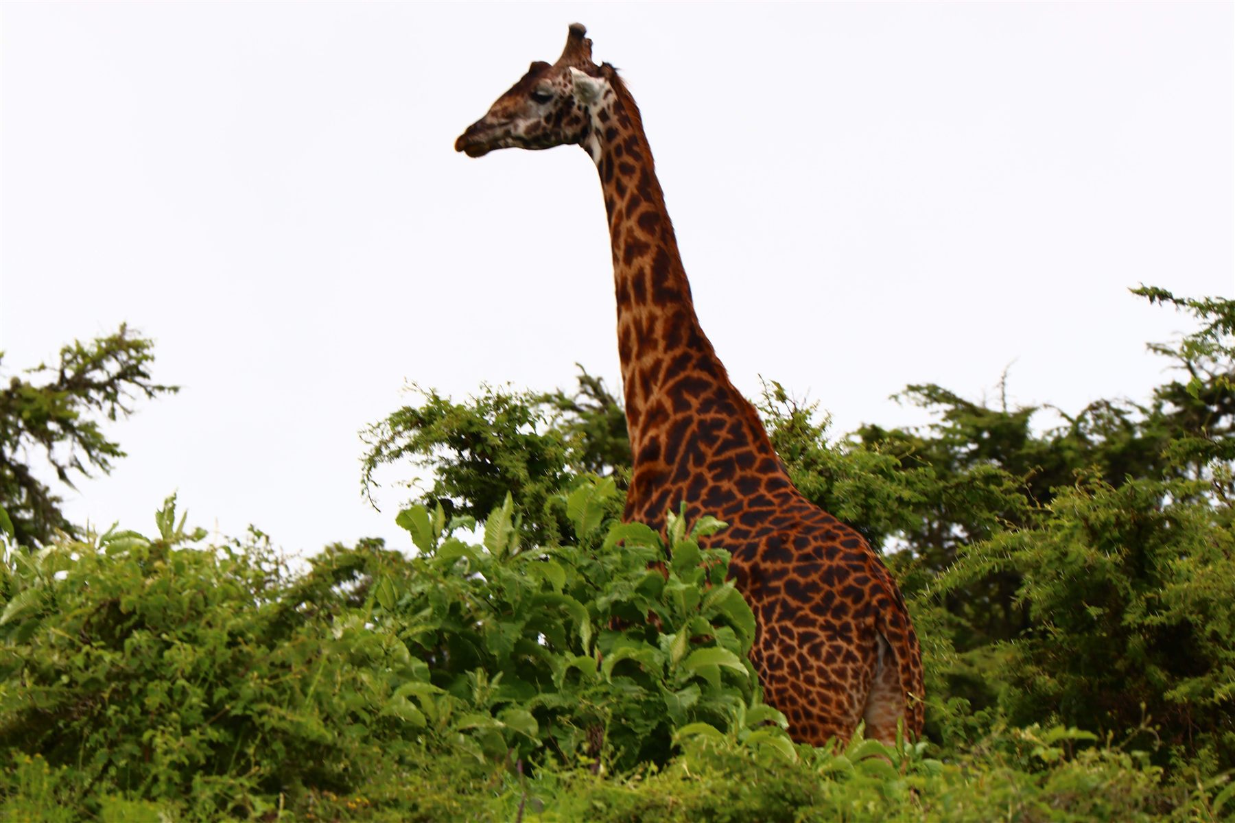 Arusha National Park Day Trip