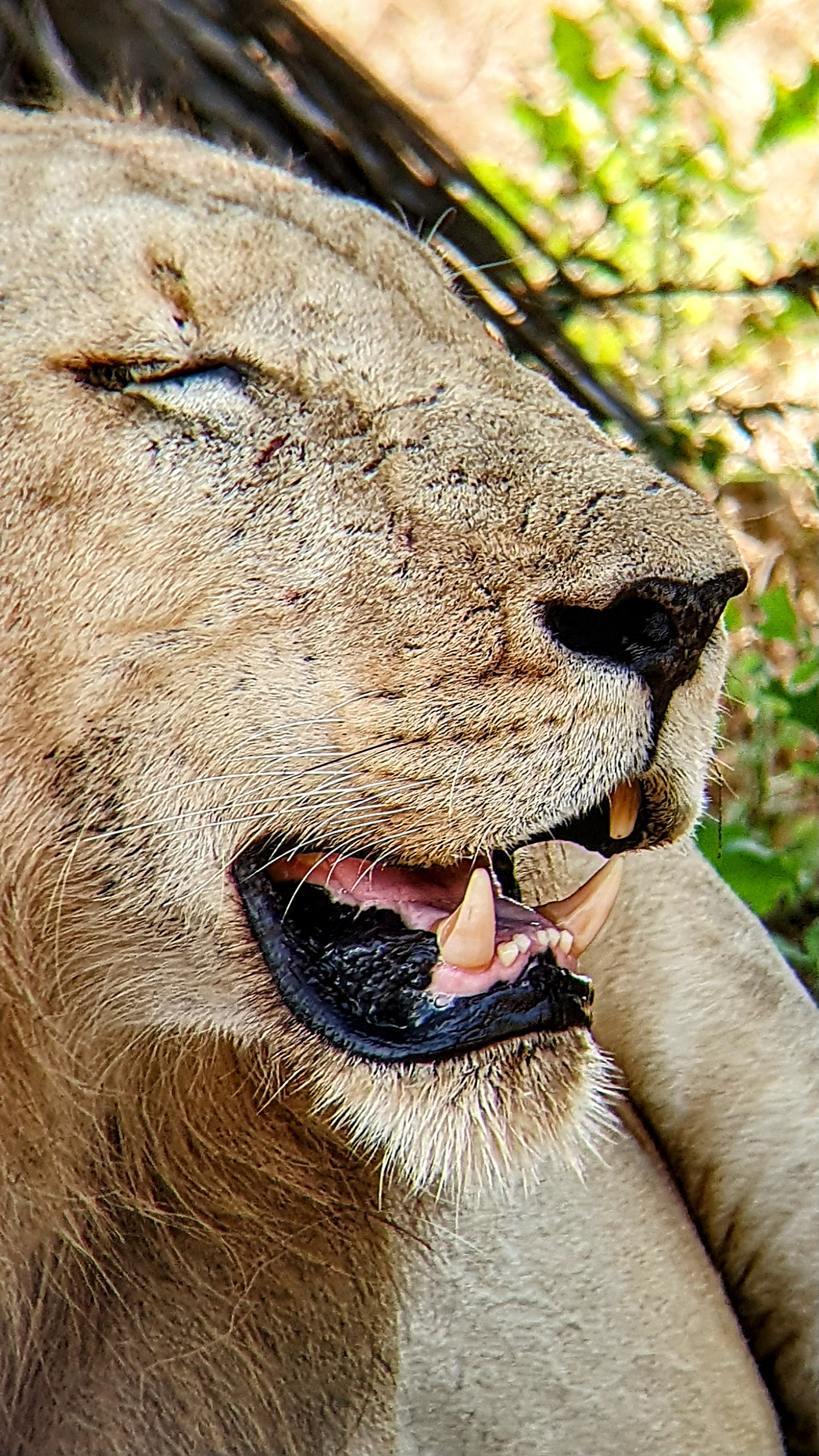 4 Days Tarangire, Serengeti and Ngorongoro Group Safari